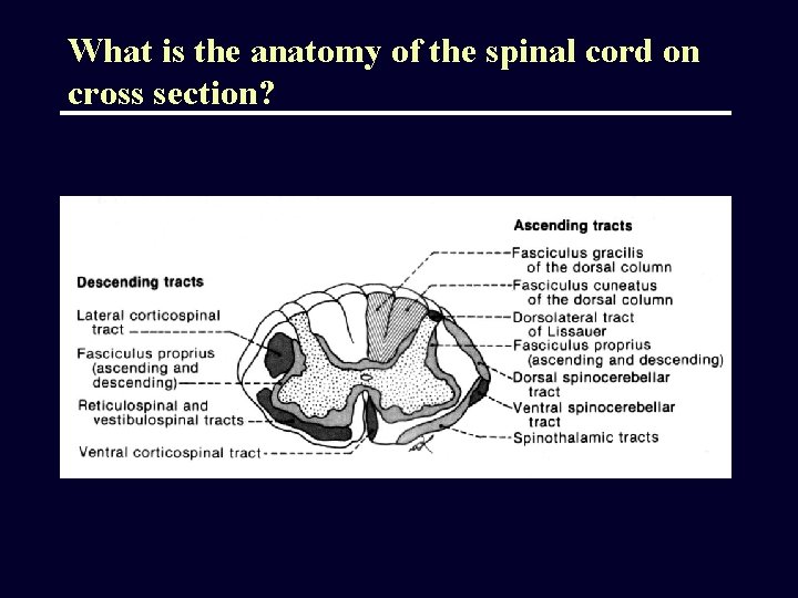 What is the anatomy of the spinal cord on cross section? 