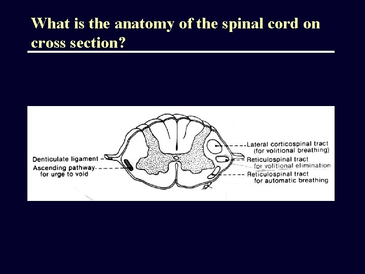 What is the anatomy of the spinal cord on cross section? 