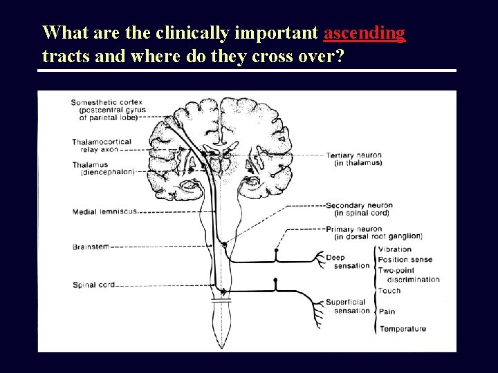 What are the clinically important ascending tracts and where do they cross over? 