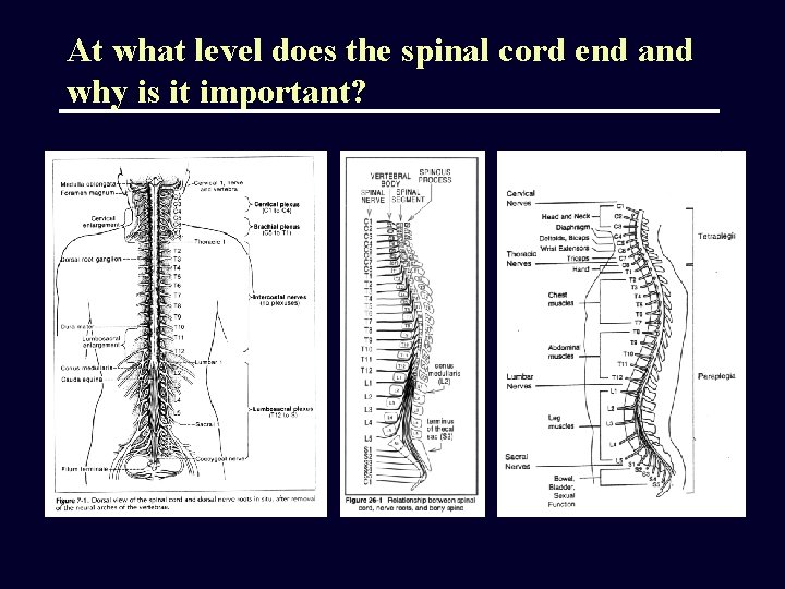 At what level does the spinal cord end and why is it important? 