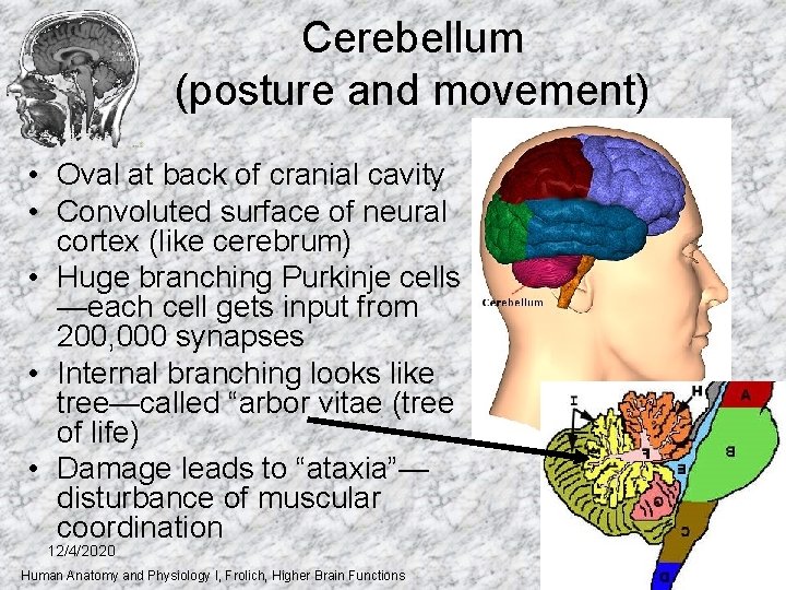 Cerebellum (posture and movement) • Oval at back of cranial cavity • Convoluted surface Cerebellum (posture and movement) • Oval at back of cranial cavity • Convoluted surface