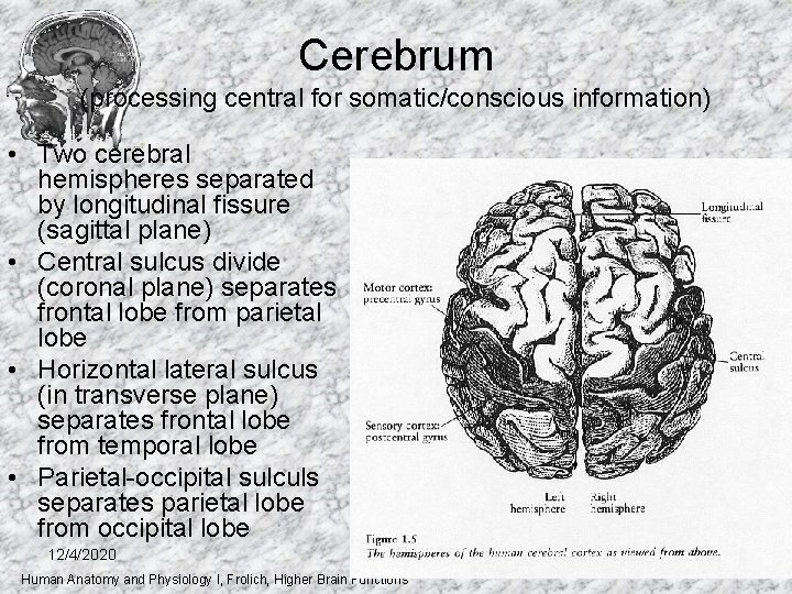 Cerebrum (processing central for somatic/conscious information) • Two cerebral hemispheres separated by longitudinal fissure Cerebrum (processing central for somatic/conscious information) • Two cerebral hemispheres separated by longitudinal fissure