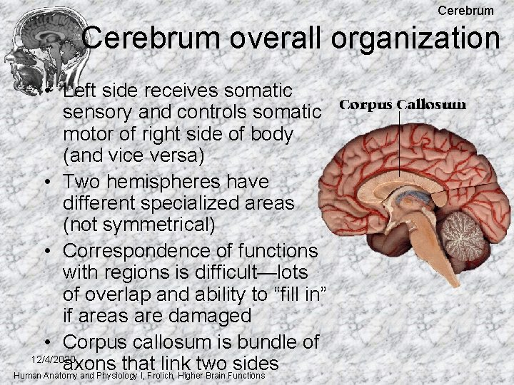 Cerebrum overall organization • Left side receives somatic sensory and controls somatic motor of