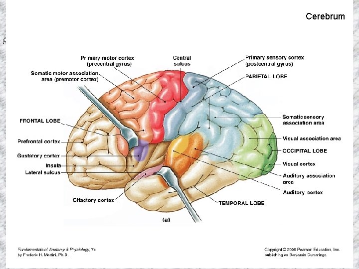 Cerebrum 12/4/2020 Human Anatomy and Physiology I, Frolich, Higher Brain Functions Cerebrum 12/4/2020 Human Anatomy and Physiology I, Frolich, Higher Brain Functions