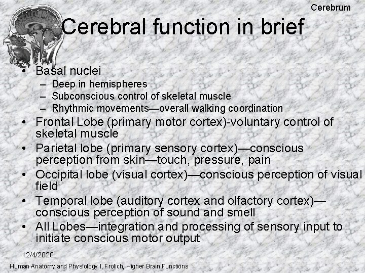 Cerebrum Cerebral function in brief • Basal nuclei – Deep in hemispheres – Subconscious Cerebrum Cerebral function in brief • Basal nuclei – Deep in hemispheres – Subconscious