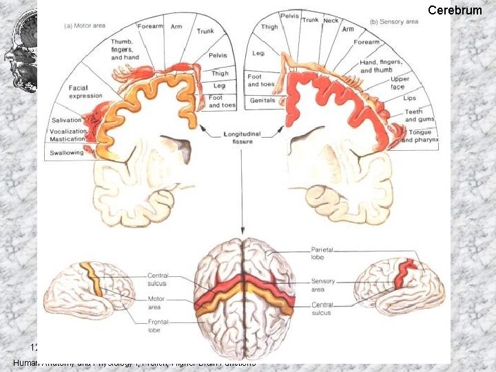Cerebrum 12/4/2020 Human Anatomy and Physiology I, Frolich, Higher Brain Functions Cerebrum 12/4/2020 Human Anatomy and Physiology I, Frolich, Higher Brain Functions