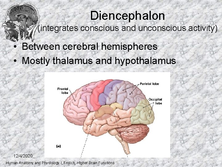 Diencephalon (integrates conscious and unconscious activity) • Between cerebral hemispheres • Mostly thalamus and Diencephalon (integrates conscious and unconscious activity) • Between cerebral hemispheres • Mostly thalamus and