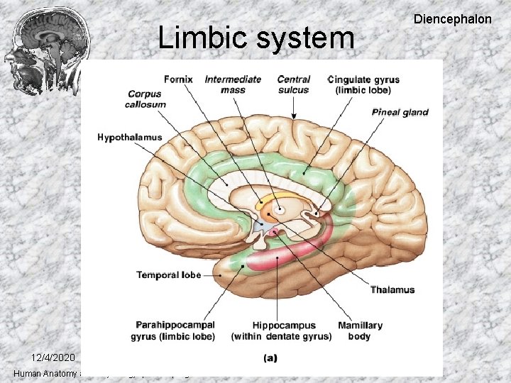 Limbic system 12/4/2020 Human Anatomy and Physiology I, Frolich, Higher Brain Functions Diencephalon 