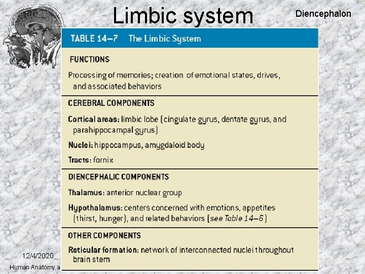 Limbic system 12/4/2020 Human Anatomy and Physiology I, Frolich, Higher Brain Functions Diencephalon 