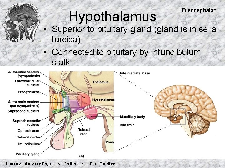 Hypothalamus Diencephalon • Superior to pituitary gland (gland is in sella turcica) • Connected Hypothalamus Diencephalon • Superior to pituitary gland (gland is in sella turcica) • Connected