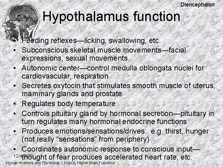 Diencephalon Hypothalamus function • Feeding reflexes—licking, swallowing, etc. • Subconscious skeletal muscle movements—facial expressions, Diencephalon Hypothalamus function • Feeding reflexes—licking, swallowing, etc. • Subconscious skeletal muscle movements—facial expressions,