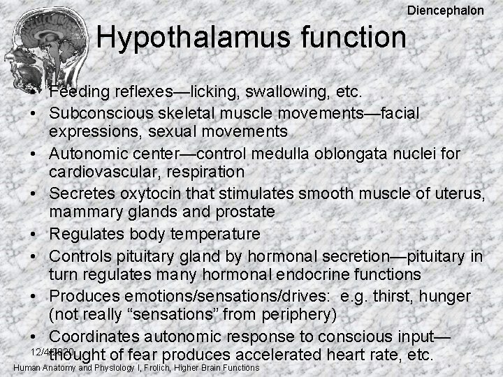 Diencephalon Hypothalamus function • Feeding reflexes—licking, swallowing, etc. • Subconscious skeletal muscle movements—facial expressions,