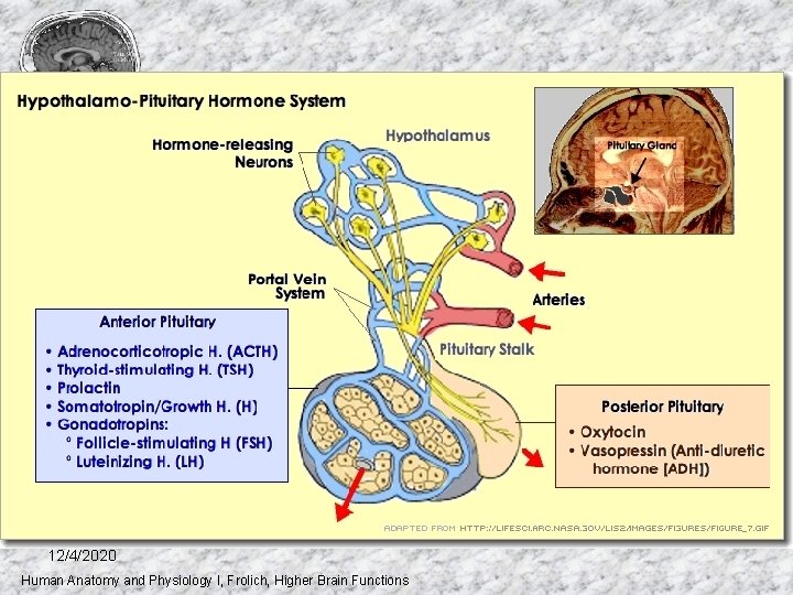 12/4/2020 Human Anatomy and Physiology I, Frolich, Higher Brain Functions 