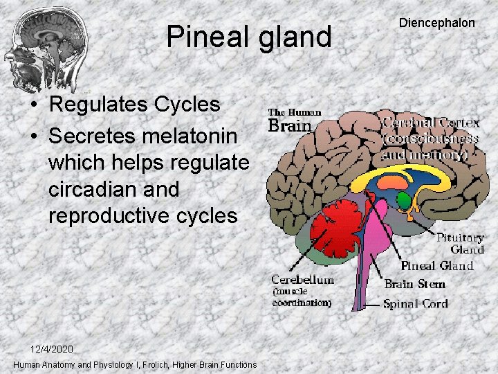 Pineal gland • Regulates Cycles • Secretes melatonin which helps regulate circadian and reproductive Pineal gland • Regulates Cycles • Secretes melatonin which helps regulate circadian and reproductive