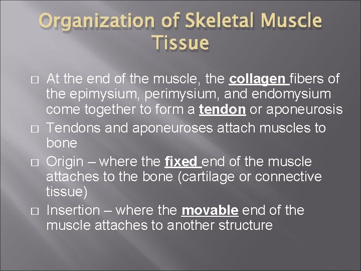 Organization of Skeletal Muscle Tissue � � At the end of the muscle, the
