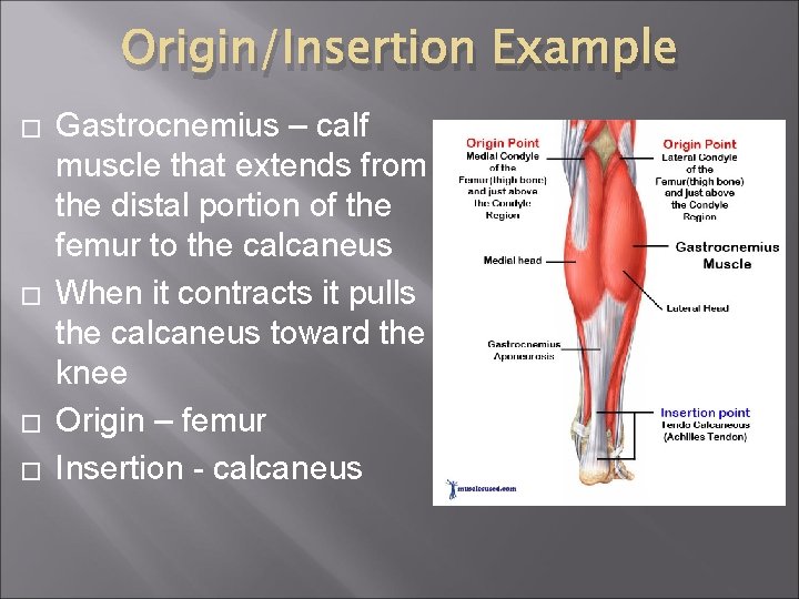 Origin/Insertion Example � � Gastrocnemius – calf muscle that extends from the distal portion