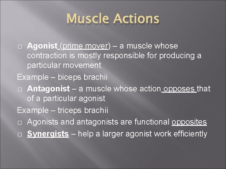 Muscle Actions Agonist (prime mover) – a muscle whose contraction is mostly responsible for