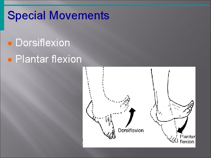 Special Movements · Dorsiflexion · Plantar flexion 