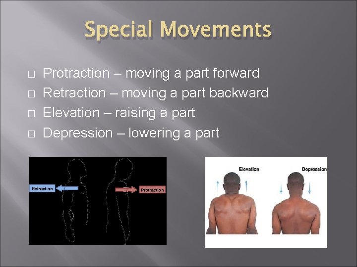 Special Movements � � Protraction – moving a part forward Retraction – moving a