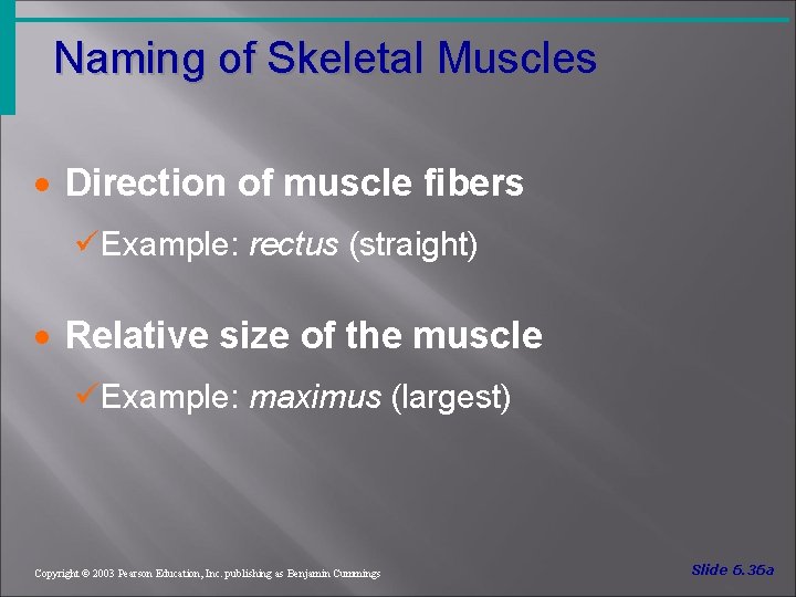 Naming of Skeletal Muscles · Direction of muscle fibers üExample: rectus (straight) · Relative