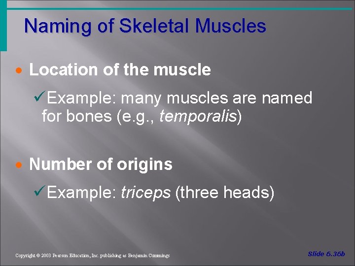 Naming of Skeletal Muscles · Location of the muscle üExample: many muscles are named