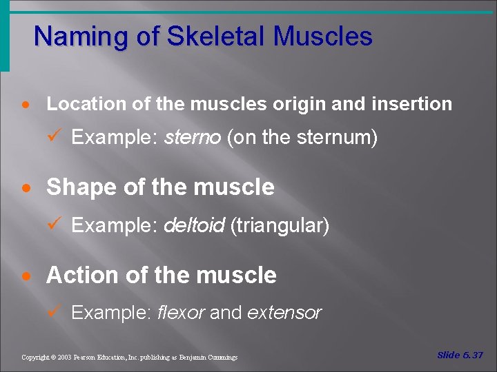 Naming of Skeletal Muscles · Location of the muscles origin and insertion ü Example: