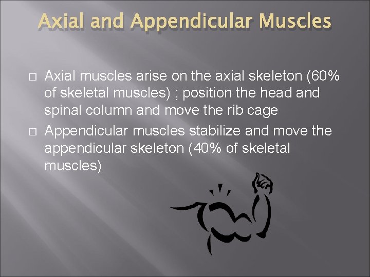 Axial and Appendicular Muscles � � Axial muscles arise on the axial skeleton (60%