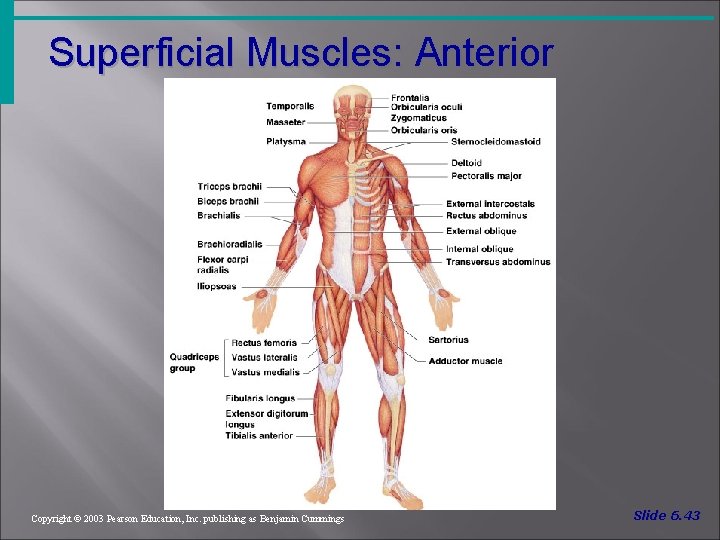 Superficial Muscles: Anterior Figure 6. 20 Copyright © 2003 Pearson Education, Inc. publishing as