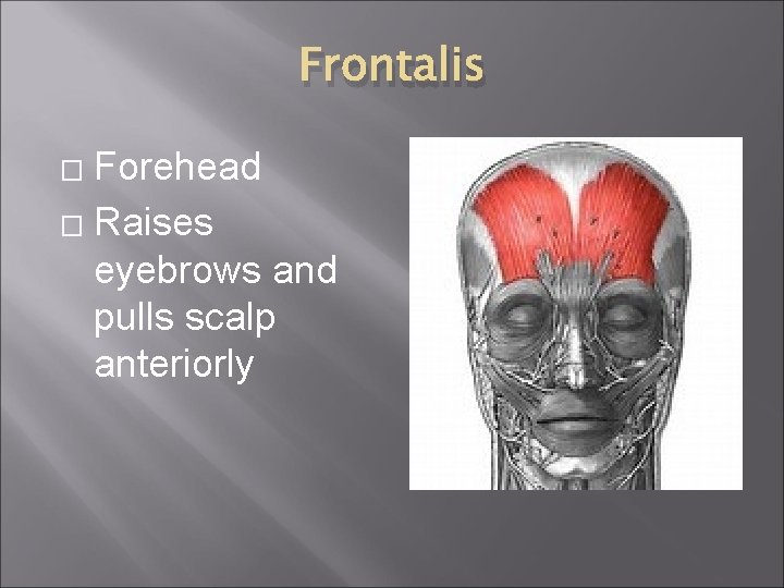Frontalis Forehead � Raises eyebrows and pulls scalp anteriorly � 