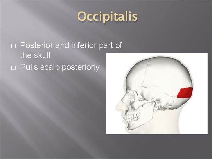 Occipitalis � � Posterior and inferior part of the skull Pulls scalp posteriorly 