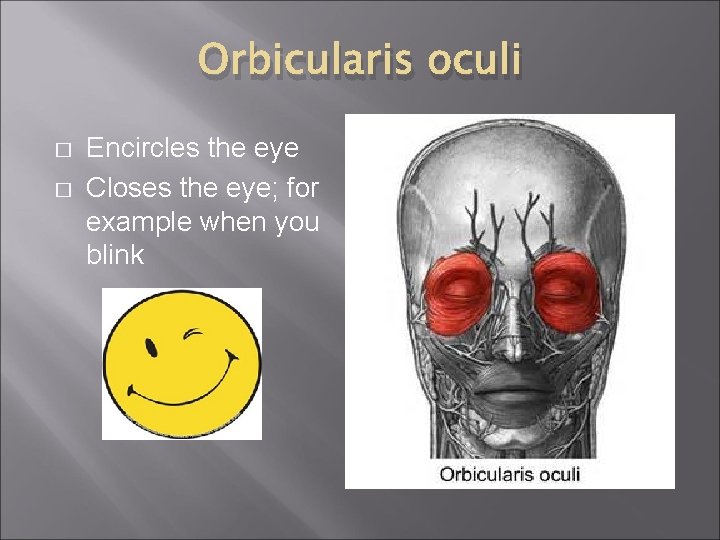 Orbicularis oculi � � Encircles the eye Closes the eye; for example when you