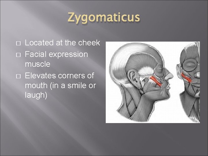 Zygomaticus � � � Located at the cheek Facial expression muscle Elevates corners of