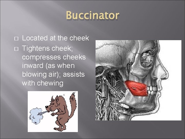 Buccinator � � Located at the cheek Tightens cheek; compresses cheeks inward (as when