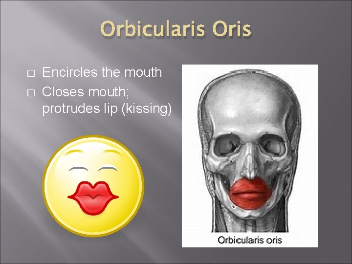 Orbicularis Oris � � Encircles the mouth Closes mouth; protrudes lip (kissing) 