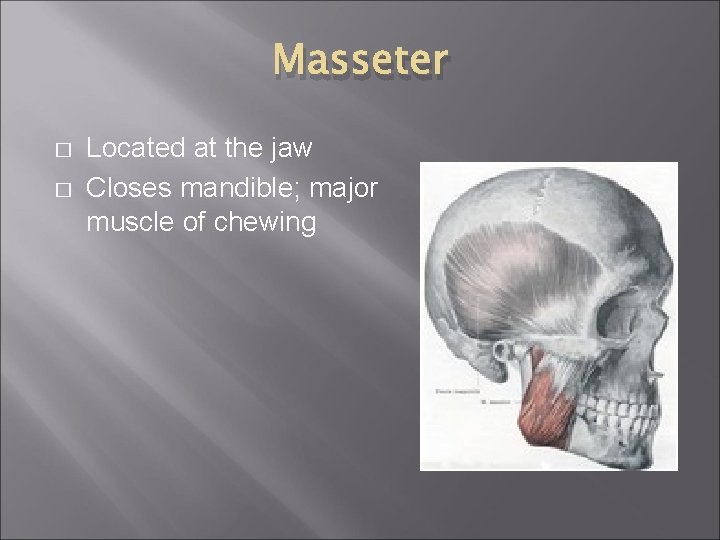 Masseter � � Located at the jaw Closes mandible; major muscle of chewing 