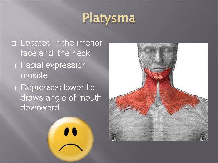 Platysma � � � Located in the inferior face and the neck Facial expression