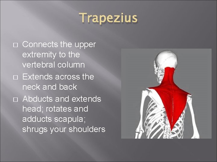Trapezius � � � Connects the upper extremity to the vertebral column Extends across