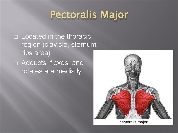 Pectoralis Major � � Located in the thoracic region (clavicle, sternum, ribs area) Adducts,