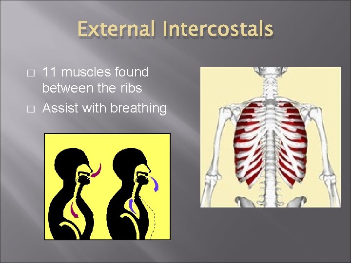 External Intercostals � � 11 muscles found between the ribs Assist with breathing 