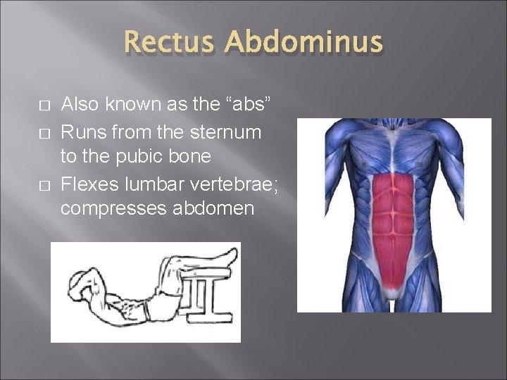 Rectus Abdominus � � � Also known as the “abs” Runs from the sternum