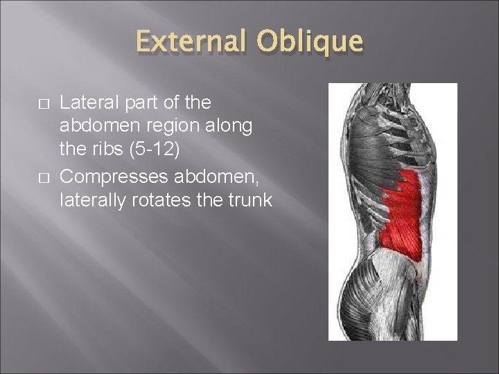 External Oblique � � Lateral part of the abdomen region along the ribs (5