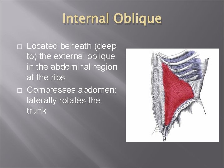 Internal Oblique � � Located beneath (deep to) the external oblique in the abdominal