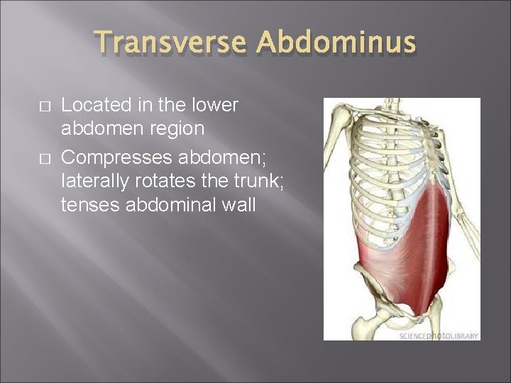Transverse Abdominus � � Located in the lower abdomen region Compresses abdomen; laterally rotates