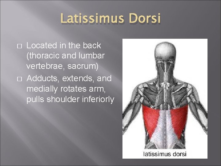 Latissimus Dorsi � � Located in the back (thoracic and lumbar vertebrae, sacrum) Adducts,