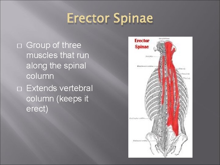 Erector Spinae � � Group of three muscles that run along the spinal column