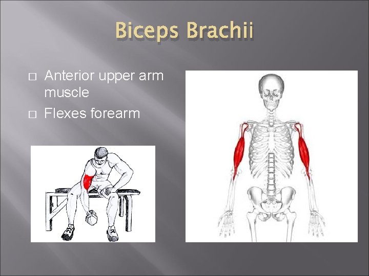 Biceps Brachii � � Anterior upper arm muscle Flexes forearm 