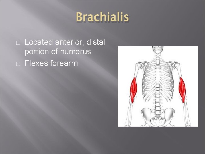 Brachialis � � Located anterior, distal portion of humerus Flexes forearm 
