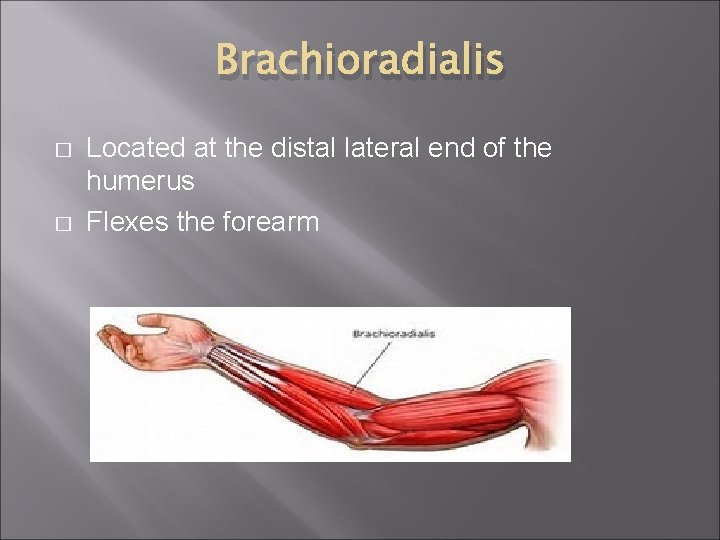 Brachioradialis � � Located at the distal lateral end of the humerus Flexes the
