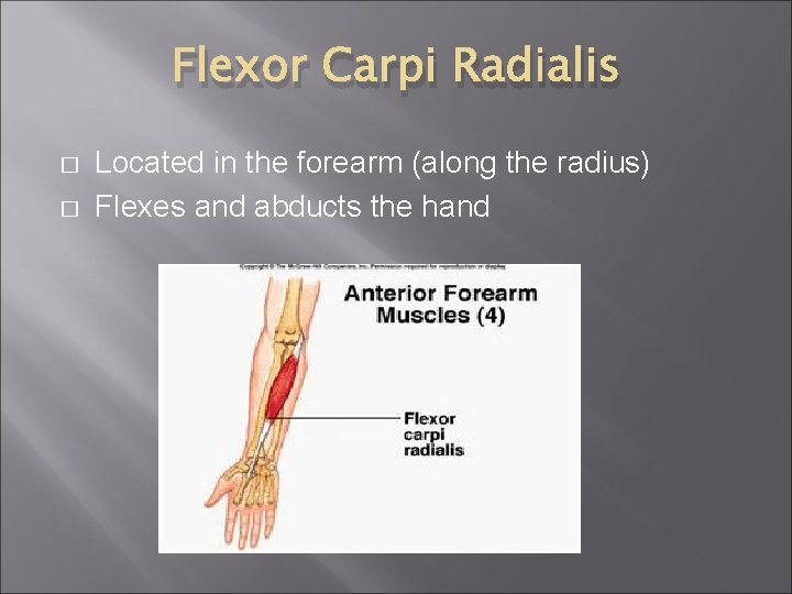 Flexor Carpi Radialis � � Located in the forearm (along the radius) Flexes and