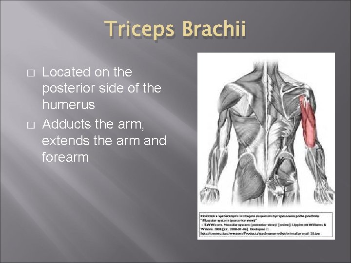 Triceps Brachii � � Located on the posterior side of the humerus Adducts the